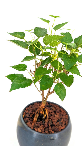 'Bert' the Black Mulberry