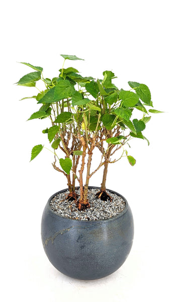 'Bert' the Black Mulberry