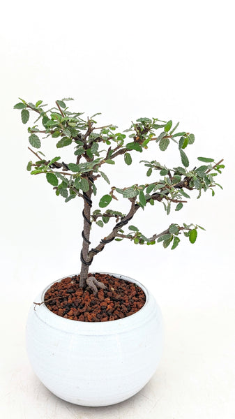 'Chiara' the Woolly Tea Bush
