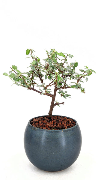 'Chiara' the Woolly Tea Bush