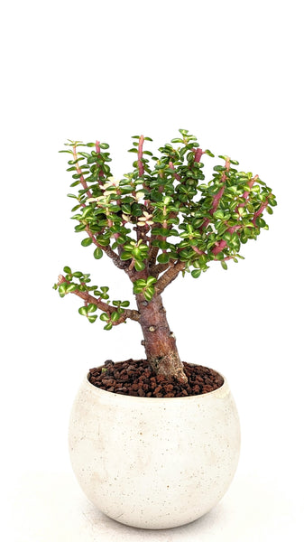 'Dorothy' the Rainbow Elephant Bush