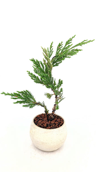 'Jen' the Blue Point Juniper
