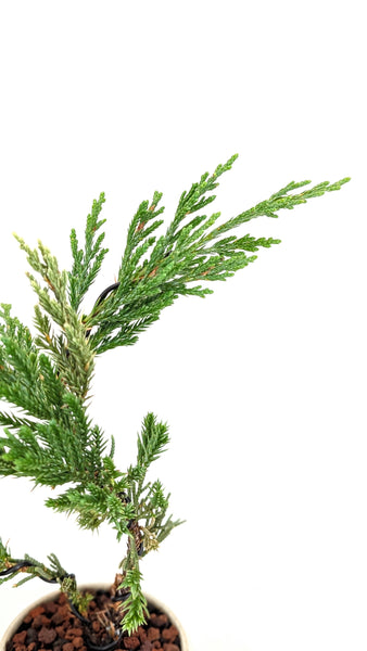 'Jen' the Blue Point Juniper