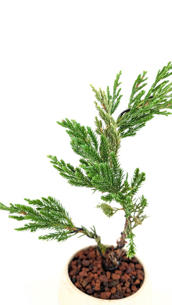 'Jen' the Blue Point Juniper