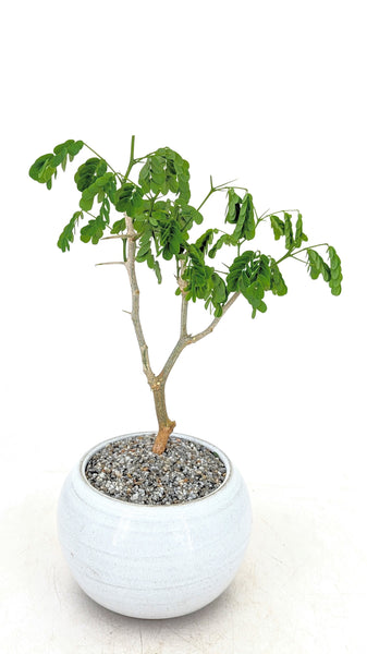 'Gilly' the Brazilian Rain Tree