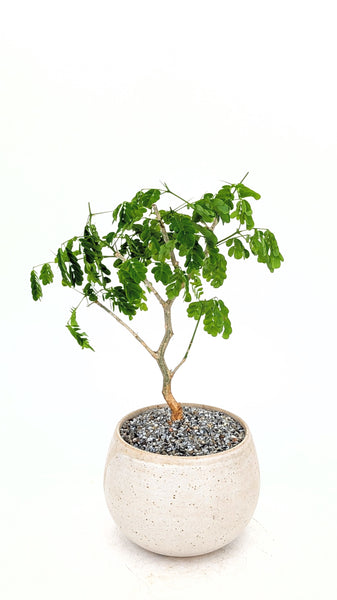 'Gilly' the Brazilian Rain Tree