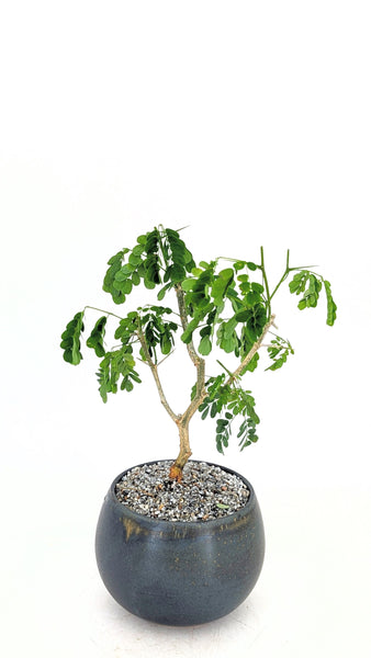 'Gilly' the Brazilian Rain Tree