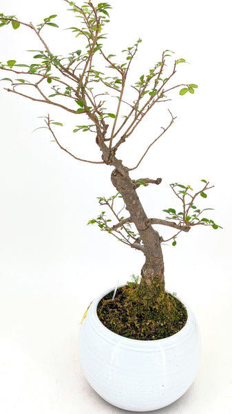 'Merlin' the Chinese Elm - #758