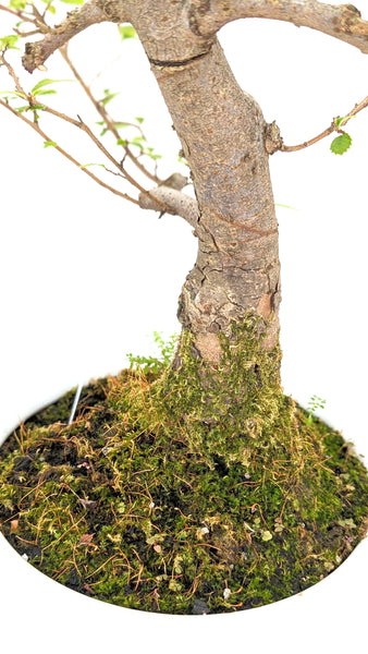 'Merlin' the Chinese Elm - #758