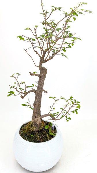 'Merlin' the Chinese Elm - #758