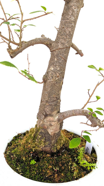 'Merlin' the Chinese Elm - #758