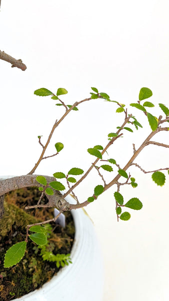 'Merlin' the Chinese Elm - #758