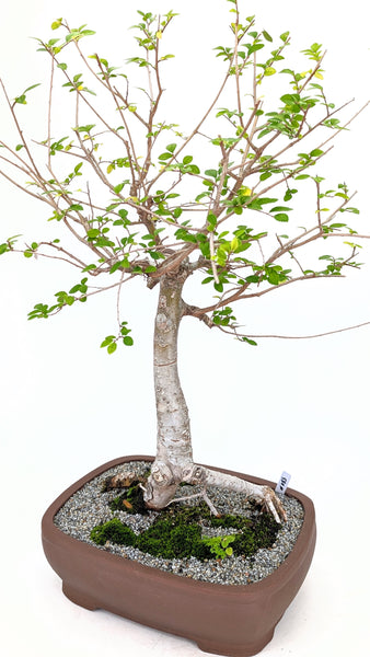 'Merlin' the Chinese Elm - #683