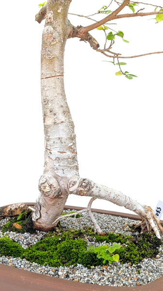 'Merlin' the Chinese Elm - #683