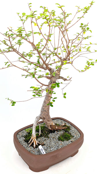 'Merlin' the Chinese Elm - #683