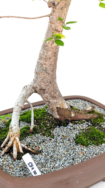 'Merlin' the Chinese Elm - #683