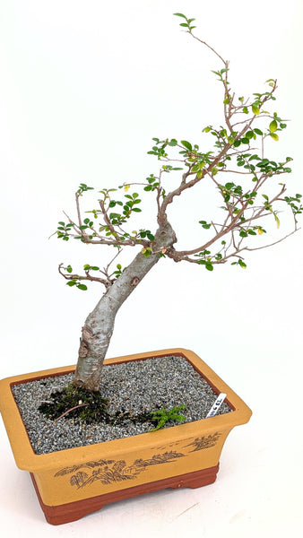 'Merlin' the Chinese Elm - #682