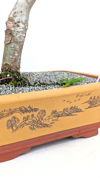 'Merlin' the Chinese Elm - #682