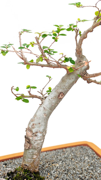 'Merlin' the Chinese Elm - #682