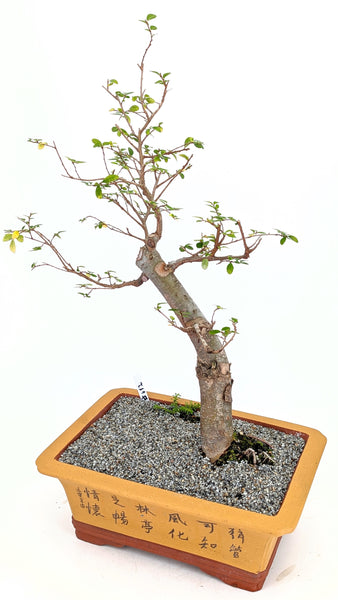 'Merlin' the Chinese Elm - #682