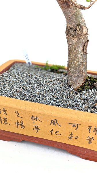 'Merlin' the Chinese Elm - #682