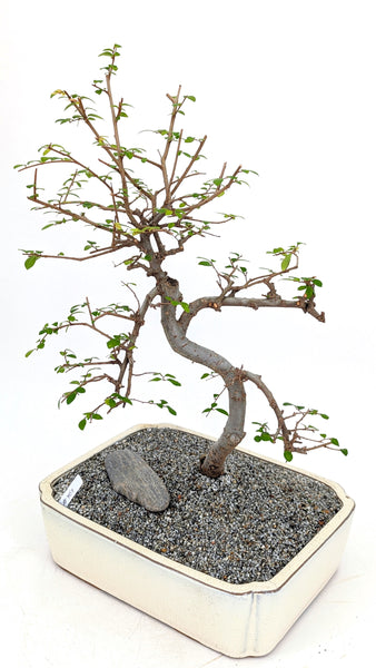 'Zen' the Chinese Elm - #759