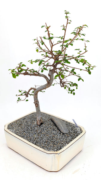 'Zen' the Chinese Elm - #759