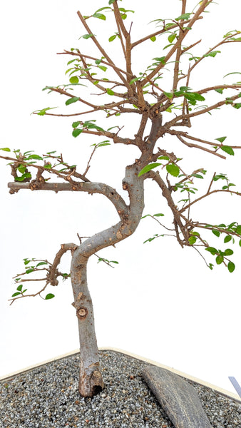 'Zen' the Chinese Elm - #759