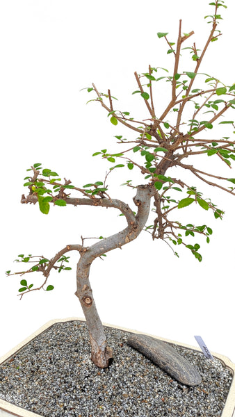 'Zen' the Chinese Elm - #759