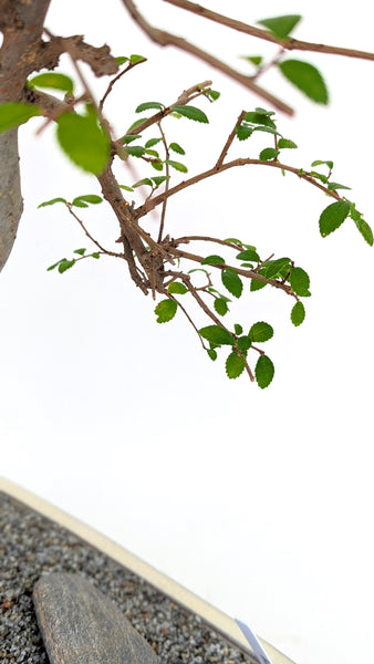 'Zen' the Chinese Elm - #759