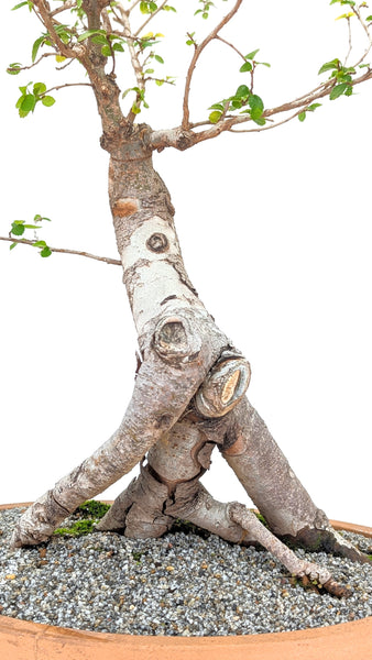 'Merlin' the Chinese Elm - #676