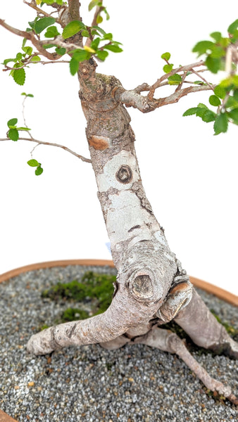 'Merlin' the Chinese Elm - #676
