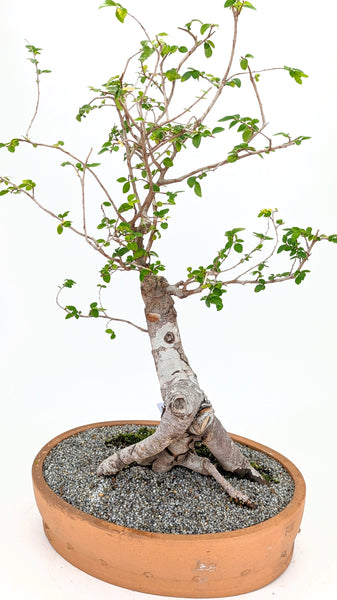 'Merlin' the Chinese Elm - #676