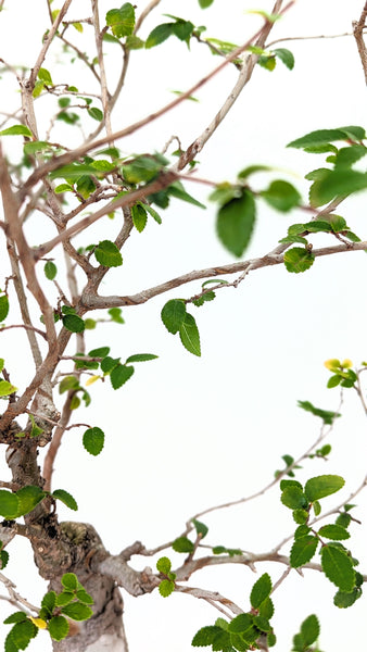 'Merlin' the Chinese Elm - #676