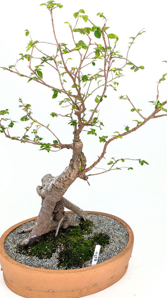 'Merlin' the Chinese Elm - #676