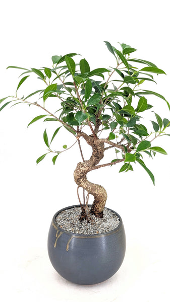 banyan house plant Chinese Banyan Modern Bonsai