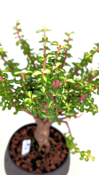 'Dorothy' the Rainbow Elephant Bush - #823