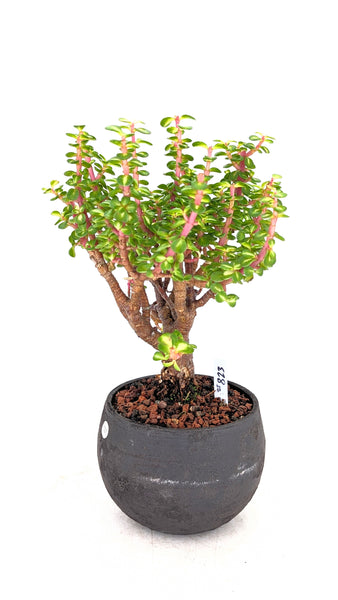 'Dorothy' the Rainbow Elephant Bush - #823