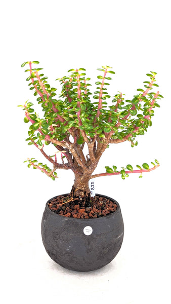 'Dorothy' the Rainbow Elephant Bush - #823