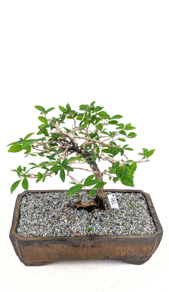 'Ayana' the Barbados Cherry - #781
