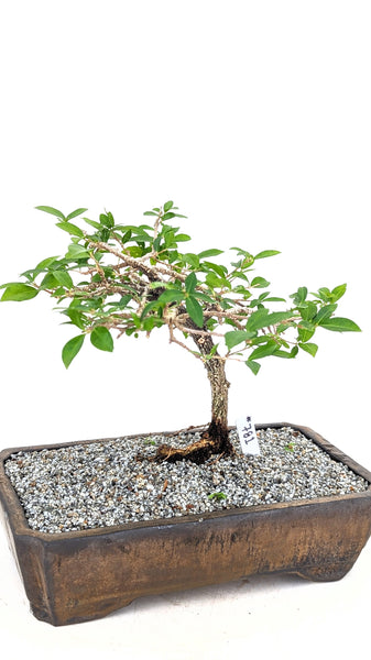 'Ayana' the Barbados Cherry - #781