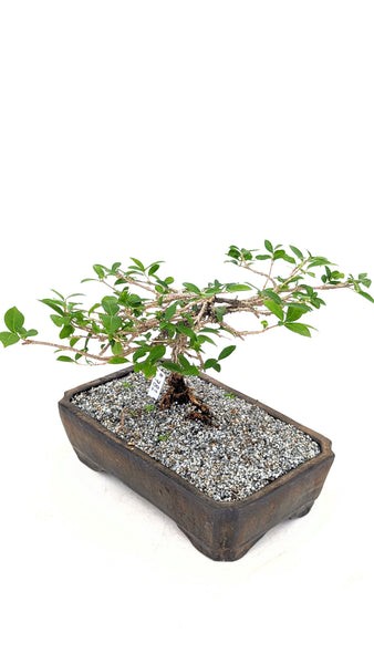 'Ayana' the Barbados Cherry - #781