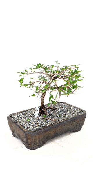 'Ayana' the Barbados Cherry - #781