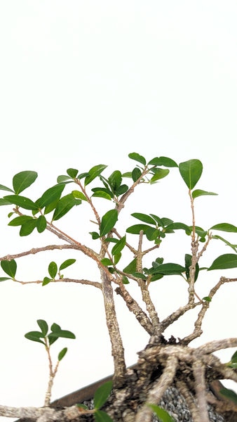 'Ayana' the Barbados Cherry - #781