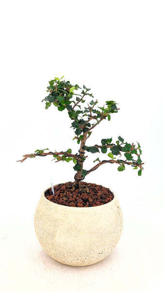 'Holly' the Dwarf Holly - #824