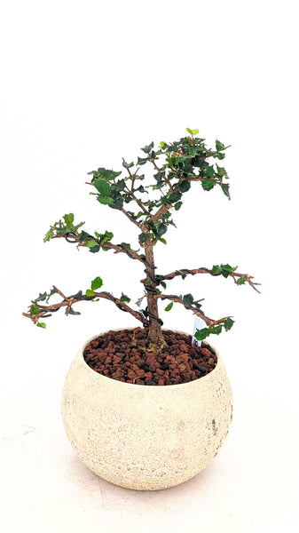 'Holly' the Dwarf Holly - #824