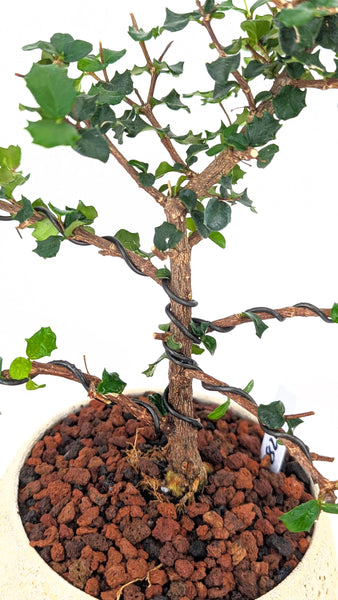 'Holly' the Dwarf Holly - #824