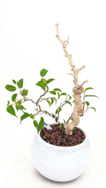 'Birdie' the Caribbean Banyan - #832