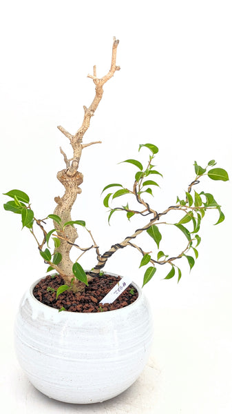 'Birdie' the Caribbean Banyan - #832