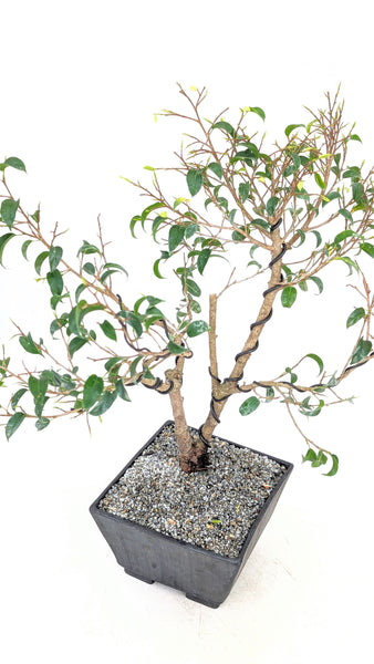 'Birdie' the Caribbean Banyan - #833